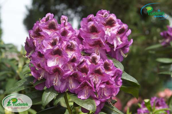 Rhododendron Bariton